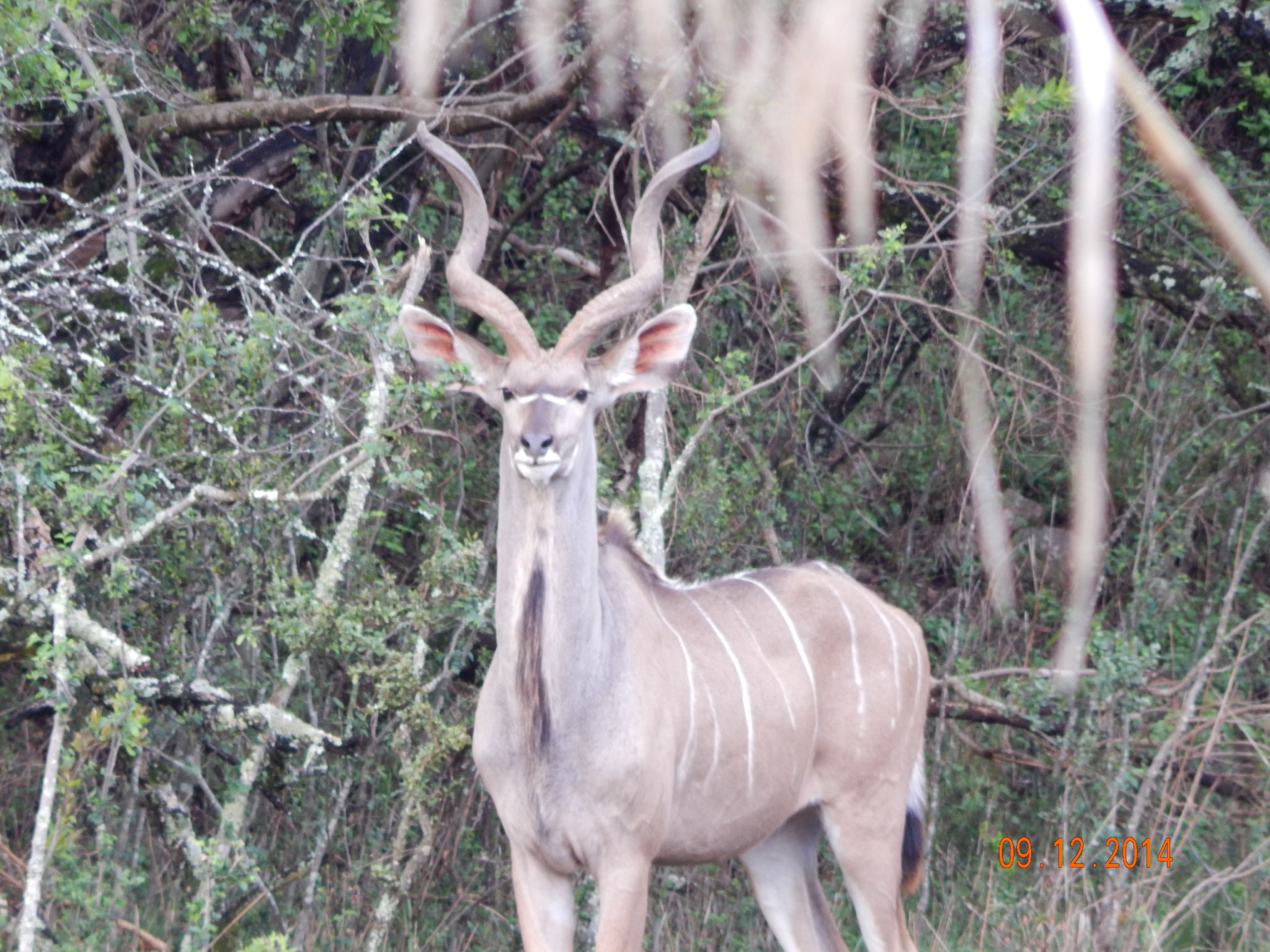 Kudu on the Cowley Wildlife reserve