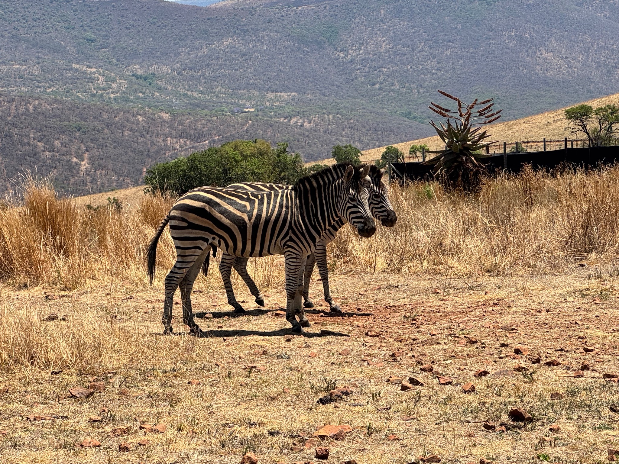Zebra in the Cowley Wildlife mountain setting
